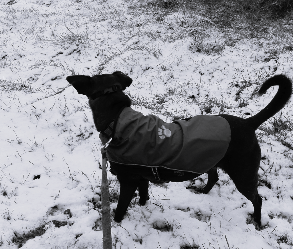 Muscat, Maigh Mucreimhe, Mezirow and&nbsp;Maynooth